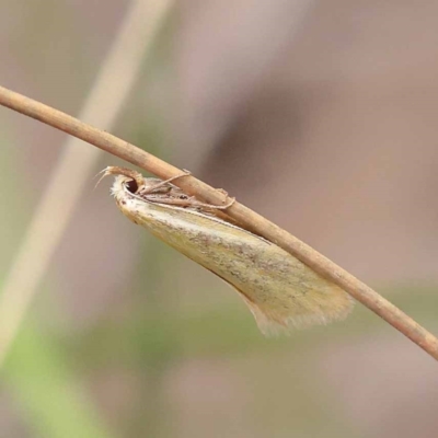 Telocharacta metachroa (A concealer moth) at Black Mountain NR (BMS) - 11 Dec 2023 by ConBoekel