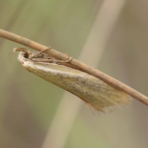 Telocharacta metachroa at Black Mountain NR (BMS) - 11 Dec 2023 10:37 AM