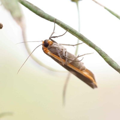 Palaeosia bicosta (Two-ribbed Footman) at ANBG South Annex - 11 Dec 2023 by ConBoekel