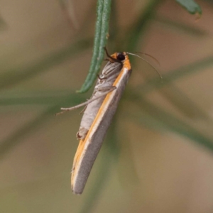 Palaeosia bicosta at ANBG South Annex - 11 Dec 2023