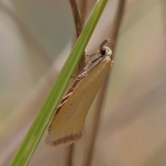 Telocharacta metachroa (A concealer moth) at ANBG South Annex - 11 Dec 2023 by ConBoekel