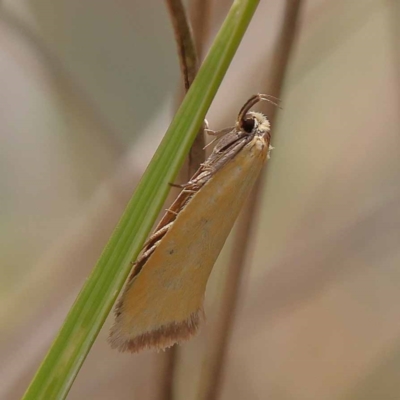 Telocharacta metachroa (A concealer moth) at Canberra Central, ACT - 11 Dec 2023 by ConBoekel