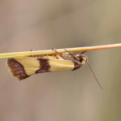 Chrysonoma fascialis (A concealer moth) at ANBG South Annex - 11 Dec 2023 by ConBoekel