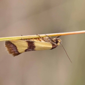 Chrysonoma fascialis at ANBG South Annex - 11 Dec 2023