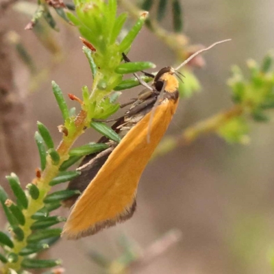 Parergophela melirrhoa (A concealer moth) at ANBG South Annex - 10 Dec 2023 by ConBoekel