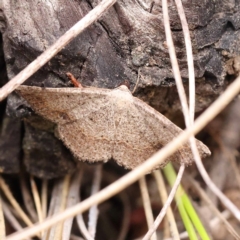 Taxeotis intextata (Looper Moth, Grey Taxeotis) at ANBG South Annex - 11 Dec 2023 by ConBoekel