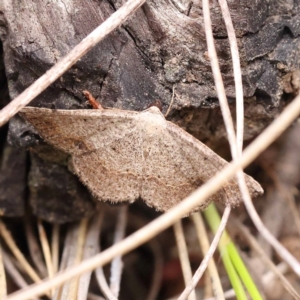 Taxeotis intextata at ANBG South Annex - 11 Dec 2023