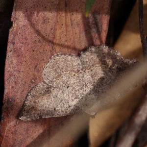 Taxeotis intextata at ANBG South Annex - 11 Dec 2023