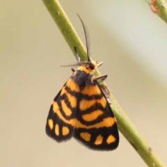 Asura lydia (Lydia Lichen Moth) at ANBG South Annex - 11 Dec 2023 by ConBoekel