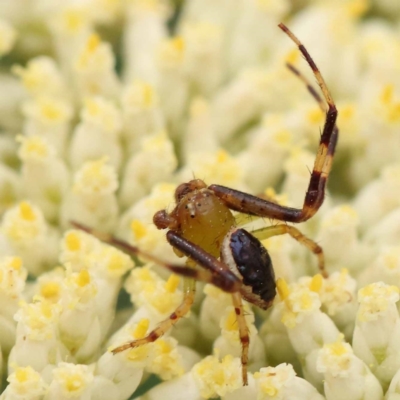 Australomisidia pilula (Lozenge-shaped Flower Spider) at ANBG South Annex - 11 Dec 2023 by ConBoekel