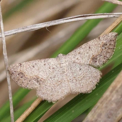 Taxeotis intextata (Looper Moth, Grey Taxeotis) at ANBG South Annex - 10 Dec 2023 by ConBoekel