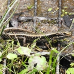 Eulamprus tympanum (Southern Water Skink) at Cotter River, ACT - 11 Dec 2023 by JohnBundock