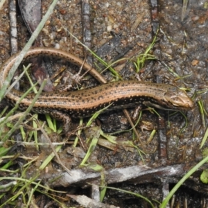 Eulamprus tympanum at Namadgi National Park - 11 Dec 2023 12:34 PM