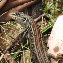 Liopholis whitii (White's Skink) at Namadgi National Park - 11 Dec 2023 by JohnBundock