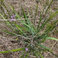 Caesia calliantha (Blue Grass-lily) at Saint Mark's Grassland, Barton - 11 Dec 2023 by Jiggy