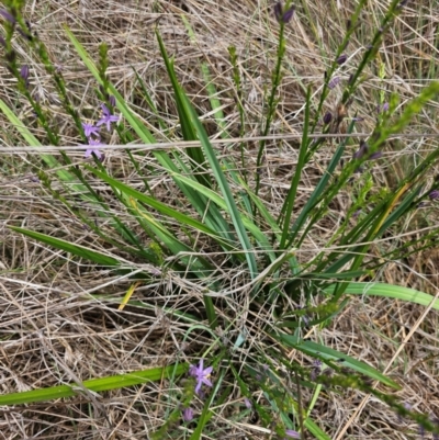 Caesia calliantha (Blue Grass-lily) at Saint Marks Grassland - Barton ACT - 11 Dec 2023 by Jiggy