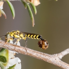 Thynninae (subfamily) at Aranda Bushland - 11 Dec 2023