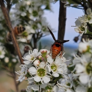 Eumeninae (subfamily) at Bluetts Block (402, 403, 12, 11) - 11 Dec 2023 05:45 PM