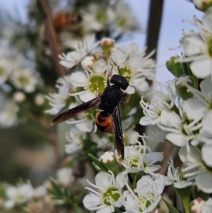 Eumeninae (subfamily) at Bluetts Block (402, 403, 12, 11) - 11 Dec 2023 05:45 PM