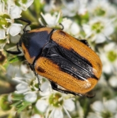 Chondropyga dorsalis (Cowboy beetle) at Block 402 - 11 Dec 2023 by AaronClausen