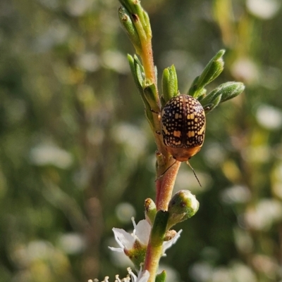 Paropsis pictipennis (Tea-tree button beetle) at Block 402 - 11 Dec 2023 by AaronClausen