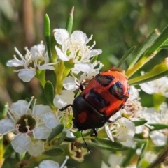 Choerocoris paganus (Ground shield bug) at Denman Prospect 2 Estate Deferred Area (Block 12) - 11 Dec 2023 by AaronClausen