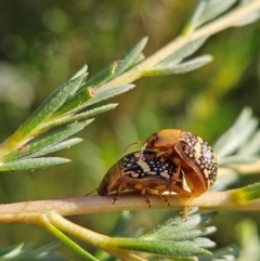 Paropsis pictipennis (Tea-tree button beetle) at Denman Prospect 2 Estate Deferred Area (Block 12) - 11 Dec 2023 by AaronClausen