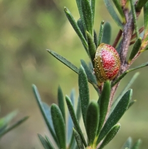 Paropsisterna fastidiosa at Denman Prospect 2 Estate Deferred Area (Block 12) - 11 Dec 2023