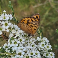 Heteronympha merope (Common Brown Butterfly) at Block 402 - 11 Dec 2023 by AaronClausen
