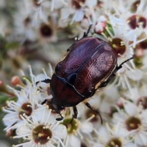 Bisallardiana gymnopleura at Block 402 - 11 Dec 2023