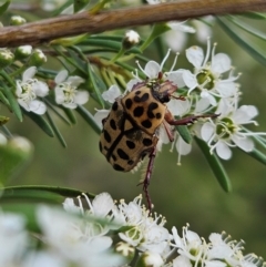 Neorrhina punctata (Spotted flower chafer) at Block 402 - 11 Dec 2023 by AaronClausen