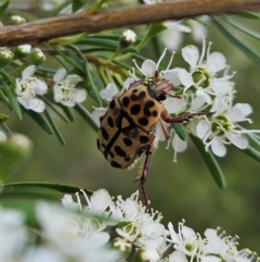 Neorrhina punctatum (Spotted flower chafer) at Block 402 - 11 Dec 2023 by AaronClausen