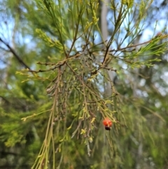 Exocarpos cupressiformis (Cherry Ballart) at Stromlo, ACT - 11 Dec 2023 by AaronClausen