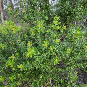 Persoonia rigida at Denman Prospect 2 Estate Deferred Area (Block 12) - 11 Dec 2023 06:34 PM