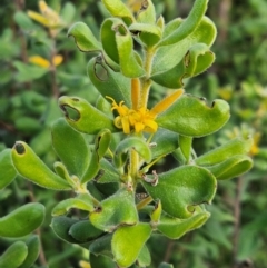 Persoonia rigida at Denman Prospect 2 Estate Deferred Area (Block 12) - 11 Dec 2023 06:34 PM