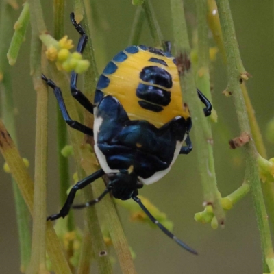 Commius elegans (Cherry Ballart Shield Bug) at Dryandra St Woodland - 10 Dec 2023 by ConBoekel