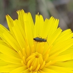 Dasytinae (subfamily) (Soft-winged flower beetle) at Mulanggari Grasslands - 8 Dec 2023 by HappyWanderer