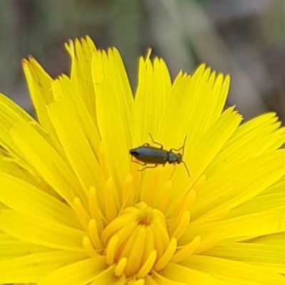 Dasytinae (subfamily) (Soft-winged flower beetle) at Mulanggari Grasslands - 9 Dec 2023 by HappyWanderer