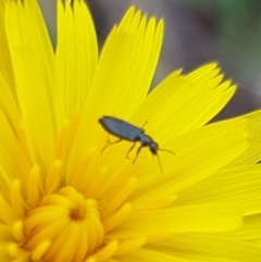 Dasytinae (subfamily) at Mulanggari NR (MUL_11) - 9 Dec 2023