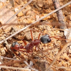 Myrmecia nigriceps (Black-headed bull ant) at Dryandra St Woodland - 9 Dec 2023 by ConBoekel
