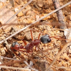 Myrmecia nigriceps (Black-headed bull ant) at Dryandra St Woodland - 10 Dec 2023 by ConBoekel