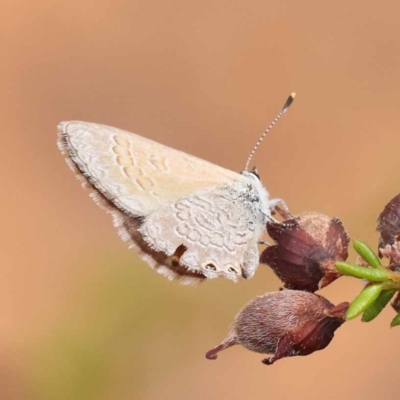 Nacaduba biocellata (Two-spotted Line-Blue) at Dryandra St Woodland - 9 Dec 2023 by ConBoekel