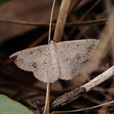 Taxeotis intextata (Looper Moth, Grey Taxeotis) at Dryandra St Woodland - 9 Dec 2023 by ConBoekel