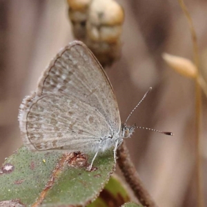 Zizina otis at Dryandra St Woodland - 10 Dec 2023 10:32 AM