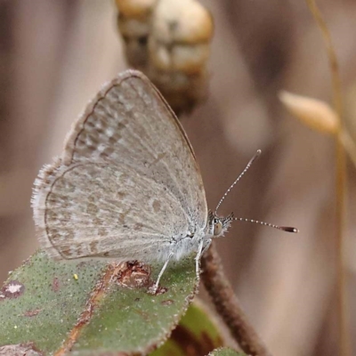 Zizina otis (Common Grass-Blue) at Dryandra St Woodland - 10 Dec 2023 by ConBoekel