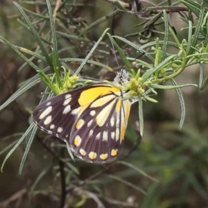 Belenois java at Dryandra St Woodland - 10 Dec 2023