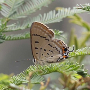 Jalmenus ictinus at Dryandra St Woodland - 10 Dec 2023 11:38 AM