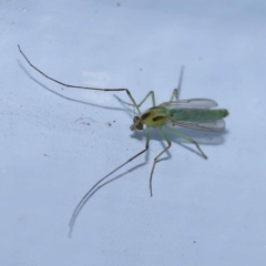 Axarus sp. (genus) (A non-biting midge) at Turner, ACT - 9 Dec 2023 by ConBoekel