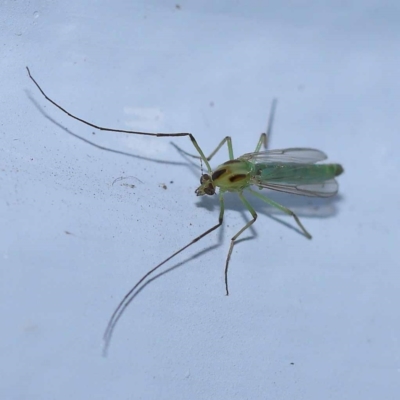 Axarus sp. (genus) (A non-biting midge) at Turner, ACT - 9 Dec 2023 by ConBoekel