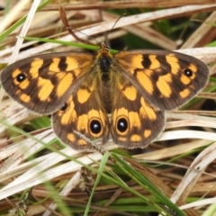 Heteronympha cordace (Bright-eyed Brown) at Namadgi National Park - 11 Dec 2023 by JohnBundock